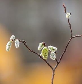willow branch