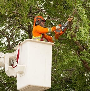 residential tree trimming