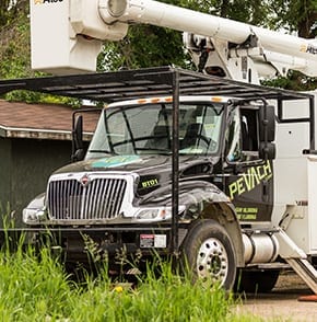 tree removal 1