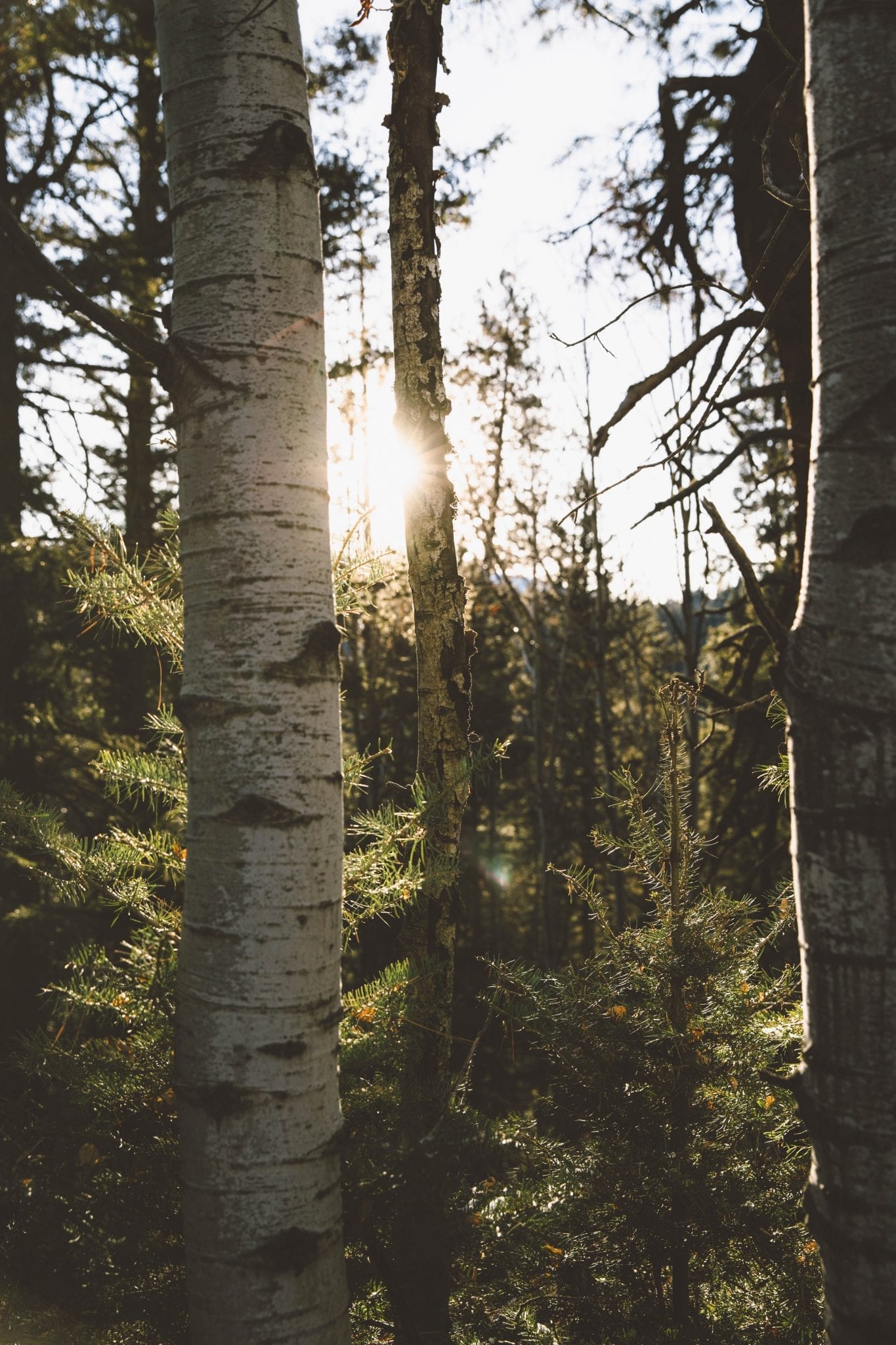 Your Guide to Hardy, Fast Growing Trees in Alberta and Saskatchewan Your Guide to Hardy, Fast Growing Trees in Alberta and Saskatchewan