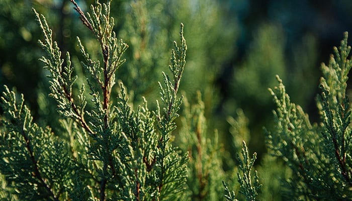 leyland cypress