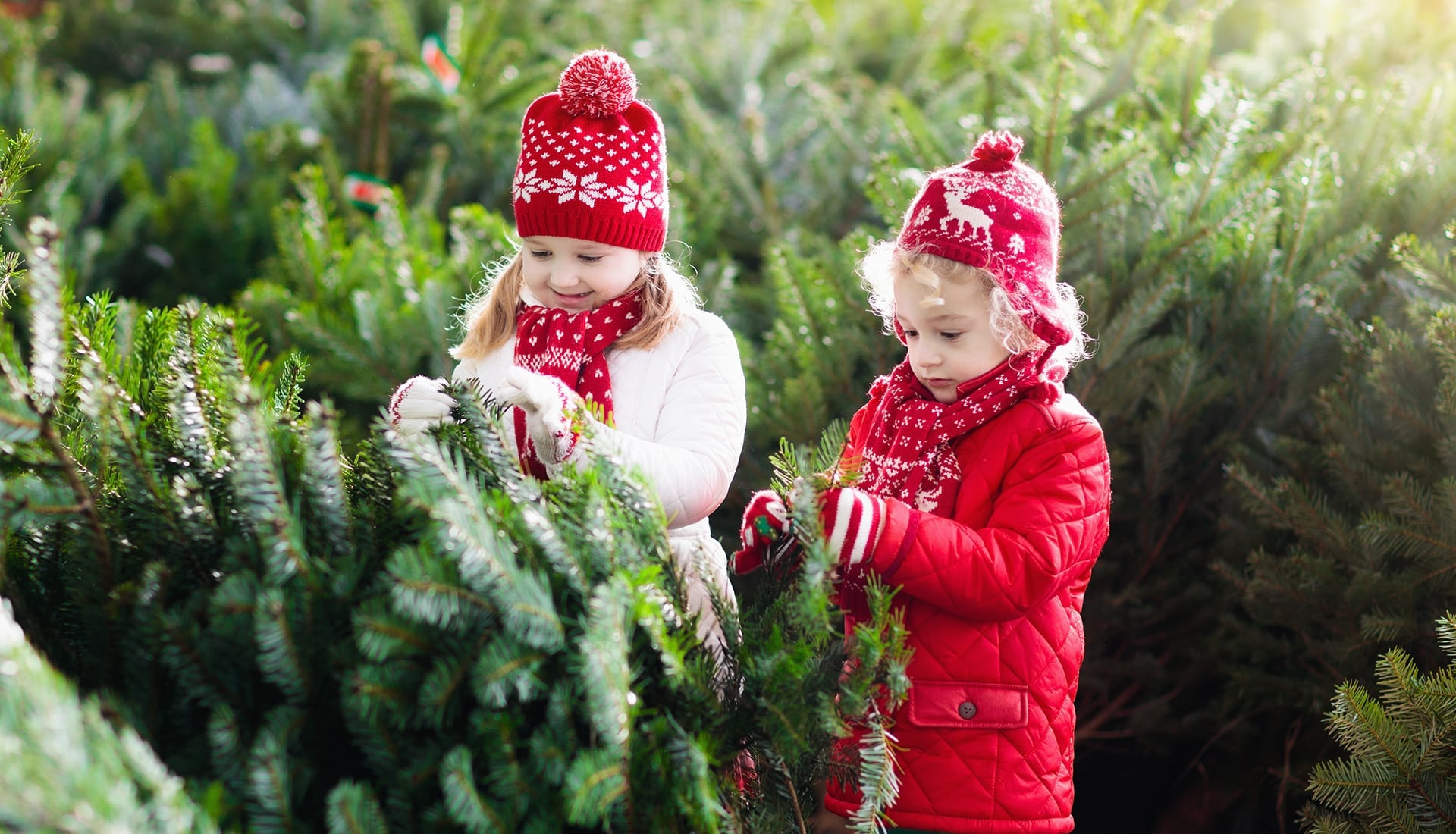 Christmas Tree Care How To Extend The Life Of Your Real Tree